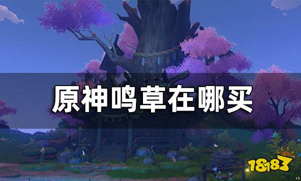 原神鸣草在哪买?原神鸣草购买攻略