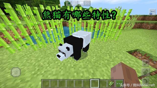 我的世界熊猫的驯服方法？我的世界2022新增大熊猫